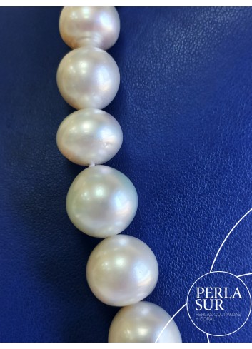 Australiana SR 11 a 15'3mm 35p 43'5cm