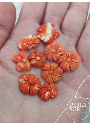 Margaritas de Coral Japonés