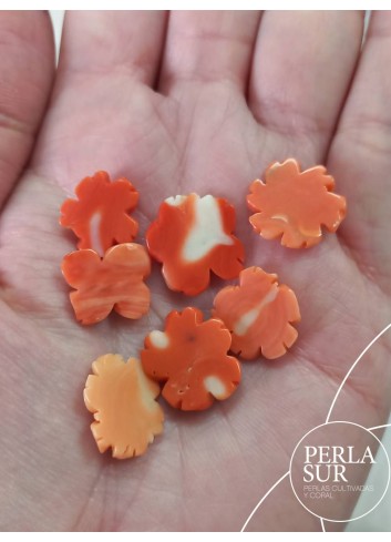 Margaritas de Coral Japonés