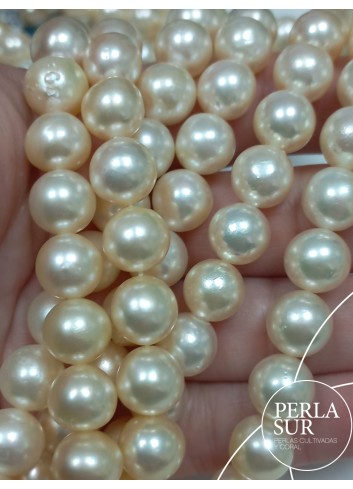 Hilo perla AKOYA 9'5-10mm Golden Semibarroca