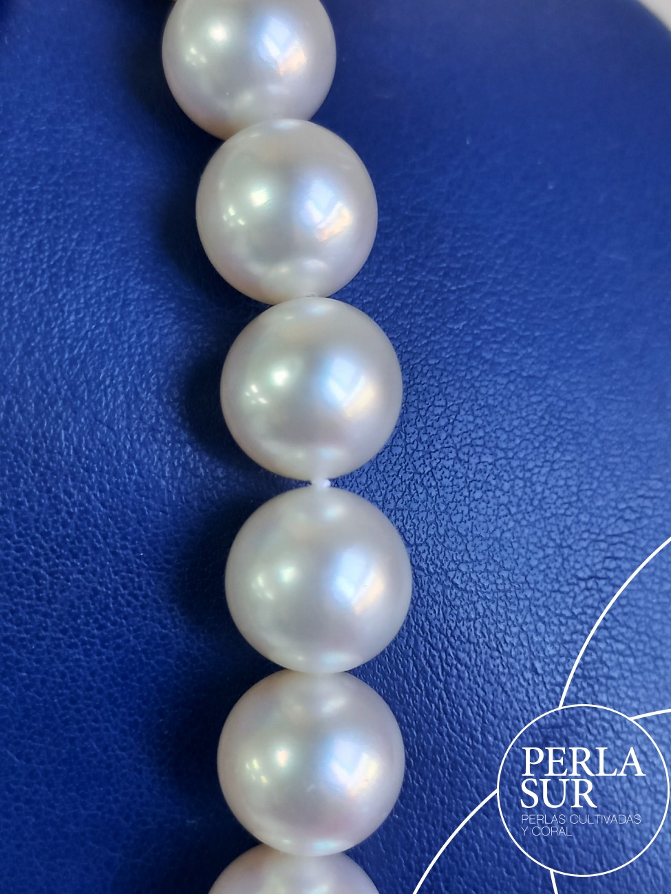 Collar perla australiana R 12 a 15'6mm 35p 45cm