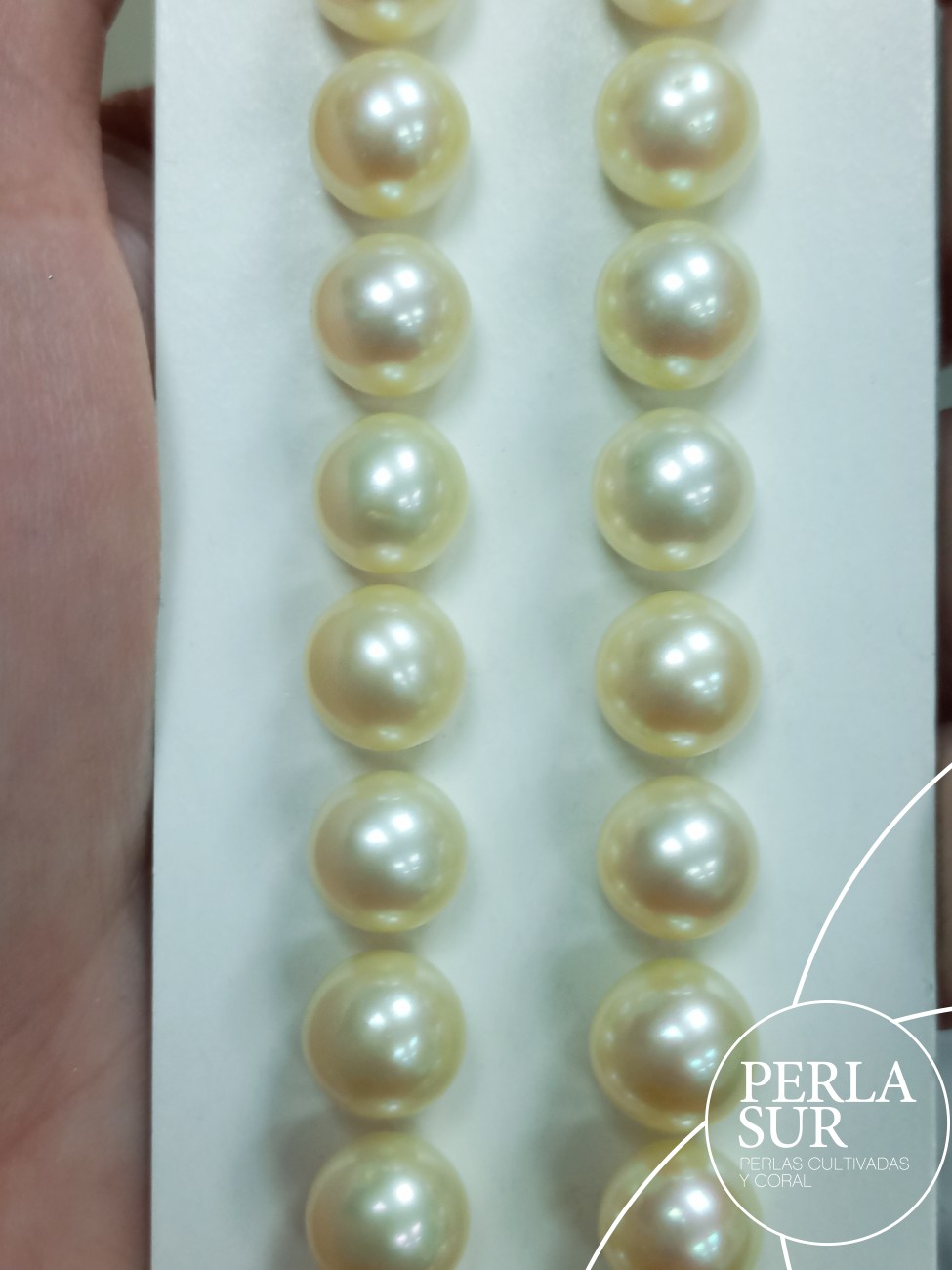 Pareja perla 1/2t 8-8'5mm golden