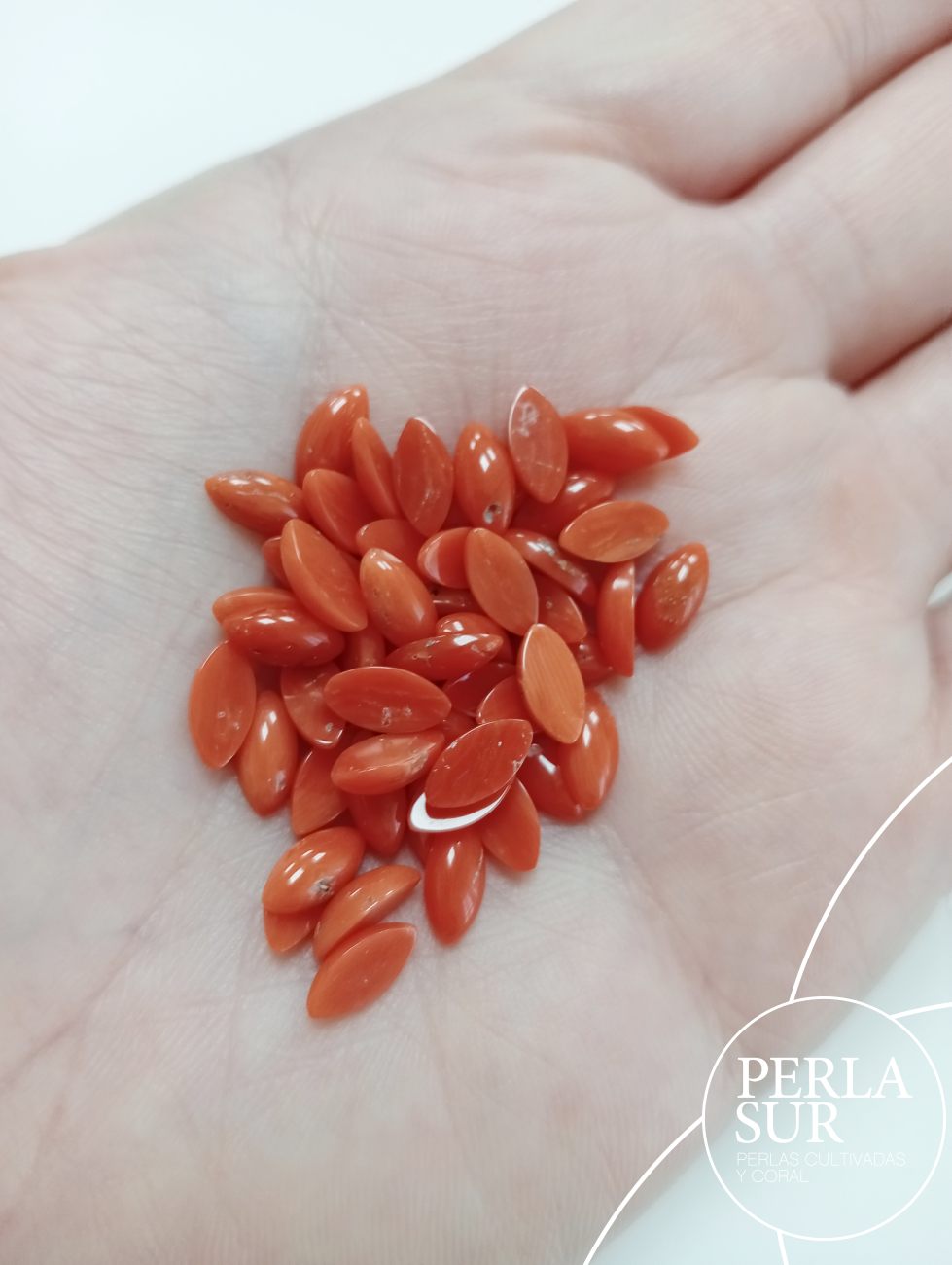 Cabujón marquise 4x8mm coral mediterráneo