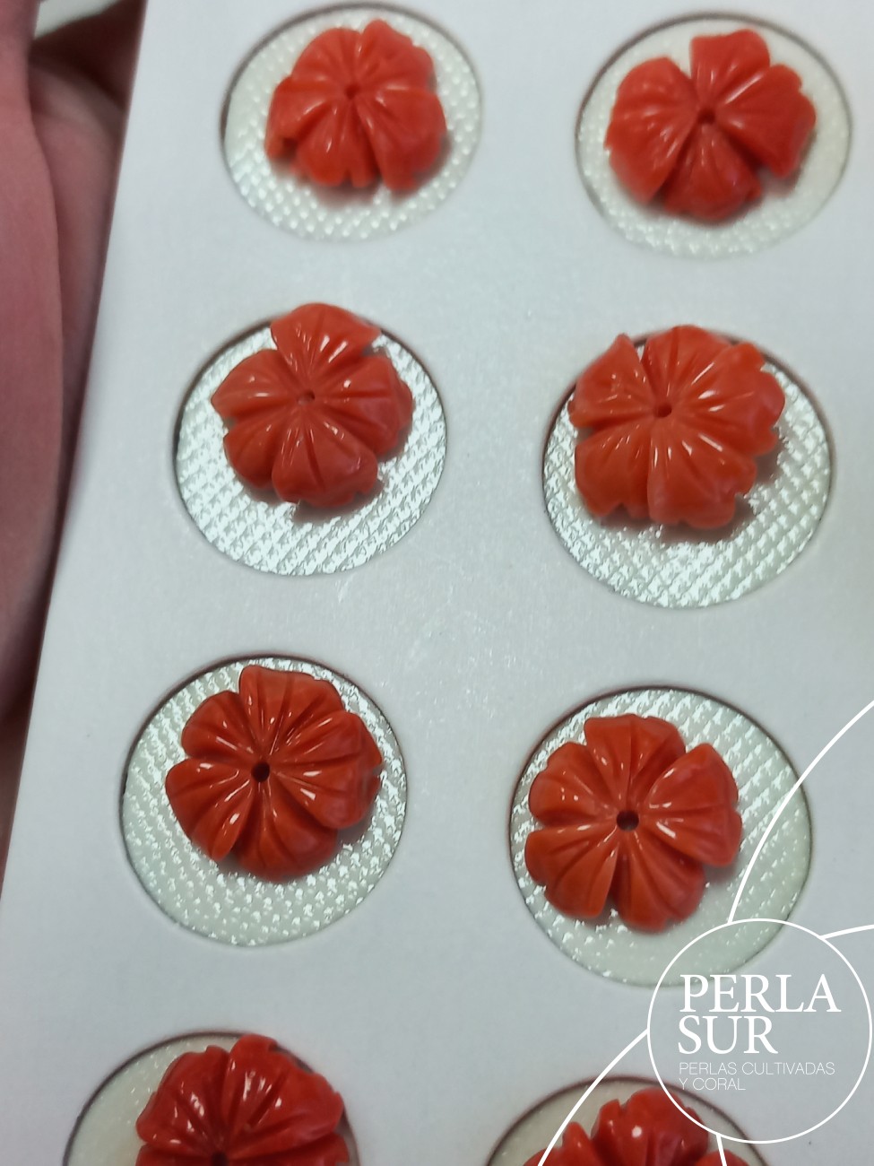 Pareja Flor 5 pétalos 12 a 14mm Coral Japonés