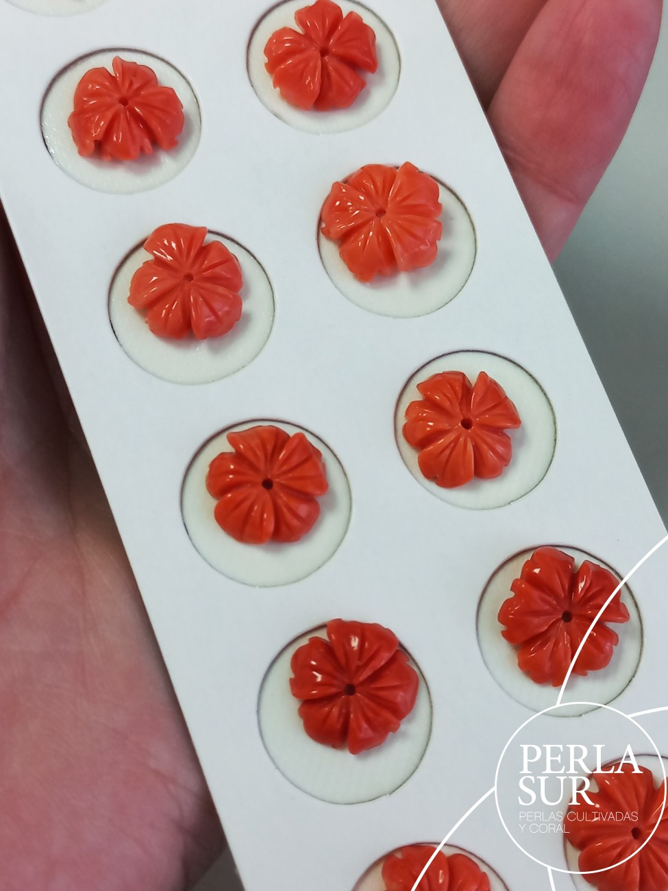 Pareja Flor 5 pétalos 12 a 14mm Coral Japonés