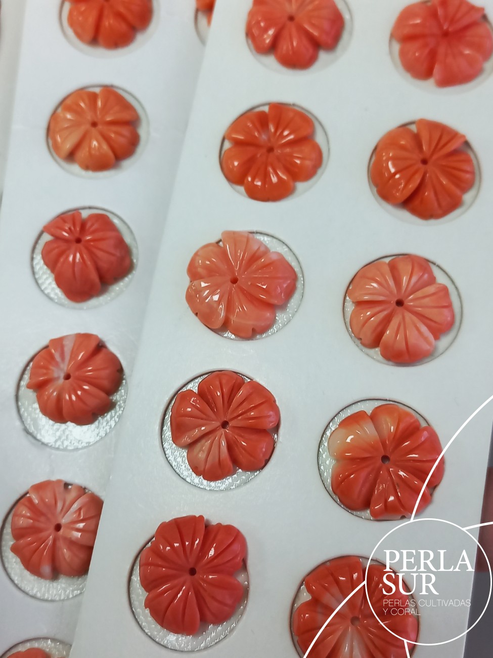 Pareja Flor 5 pétalos 12 a 14mm Coral Japonés