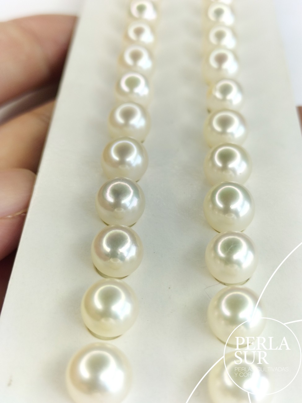 Pareja perla akoya 3/4 7-7'5 mm blanca