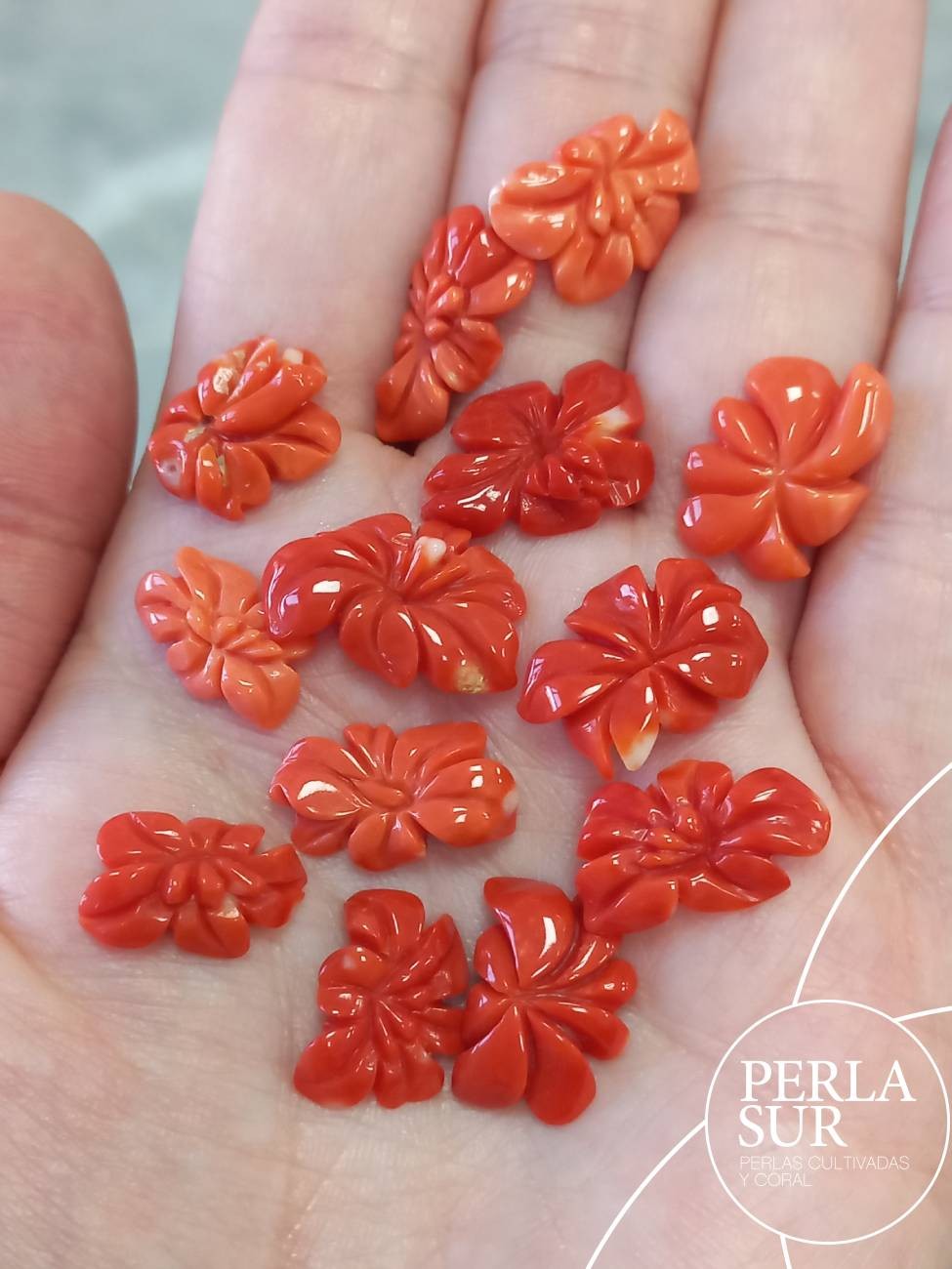 Flores de Hibisco Coral Japonés