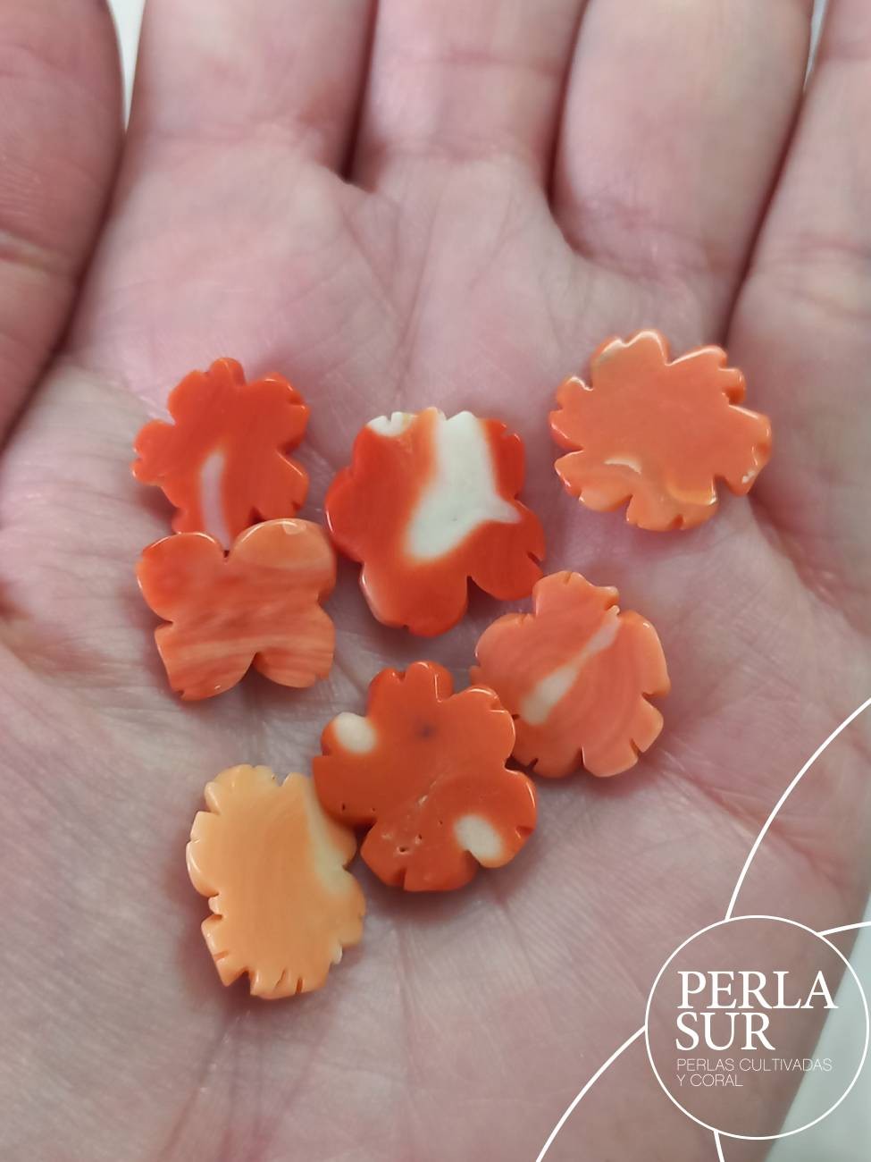 Margaritas de Coral Japonés