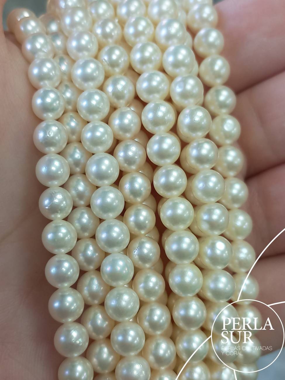 Hilo perla AKOYA 5'5-6mm redonda blanca