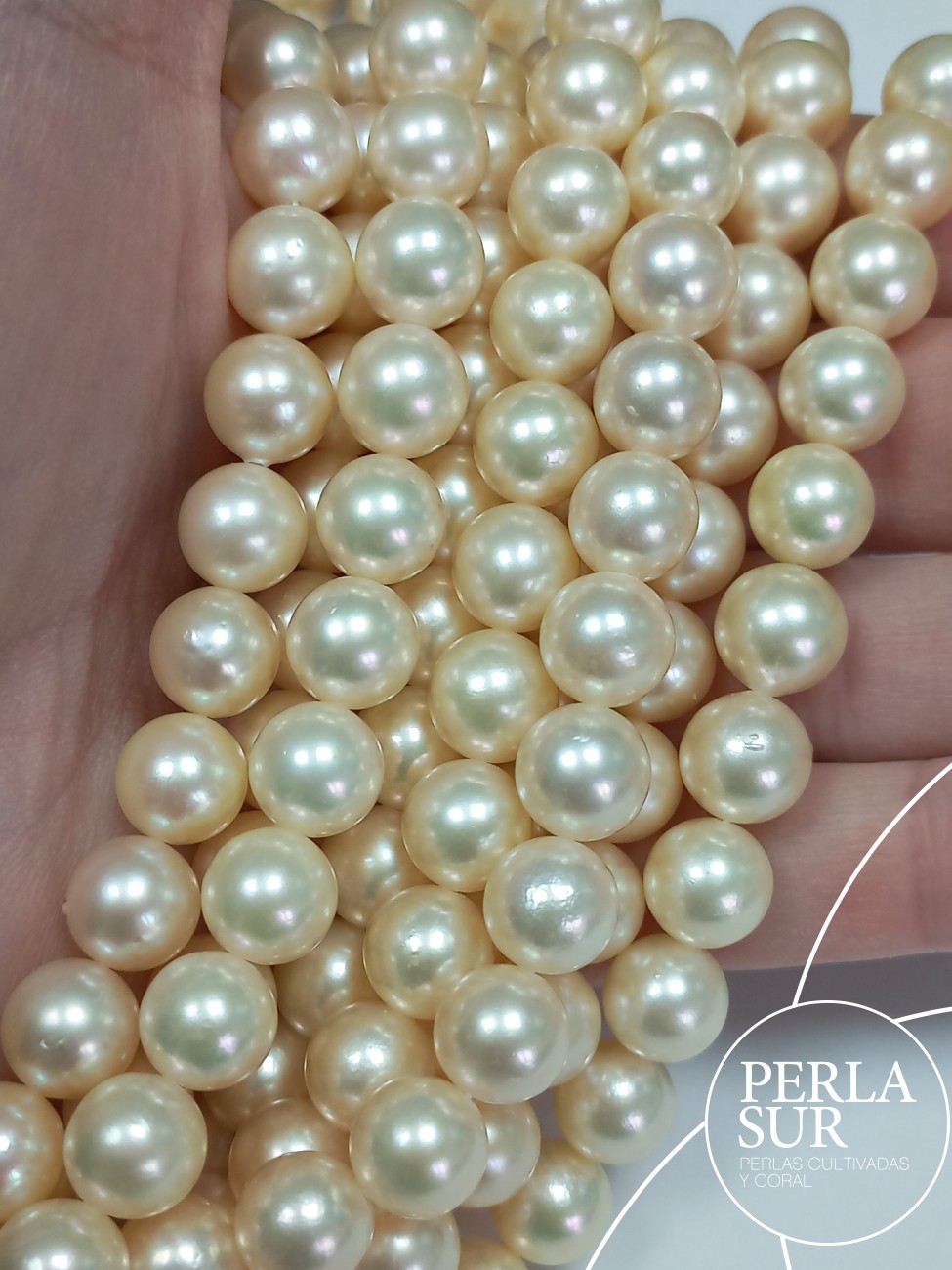 Hilo perla AKOYA 9-9'5mm Golden A Claro