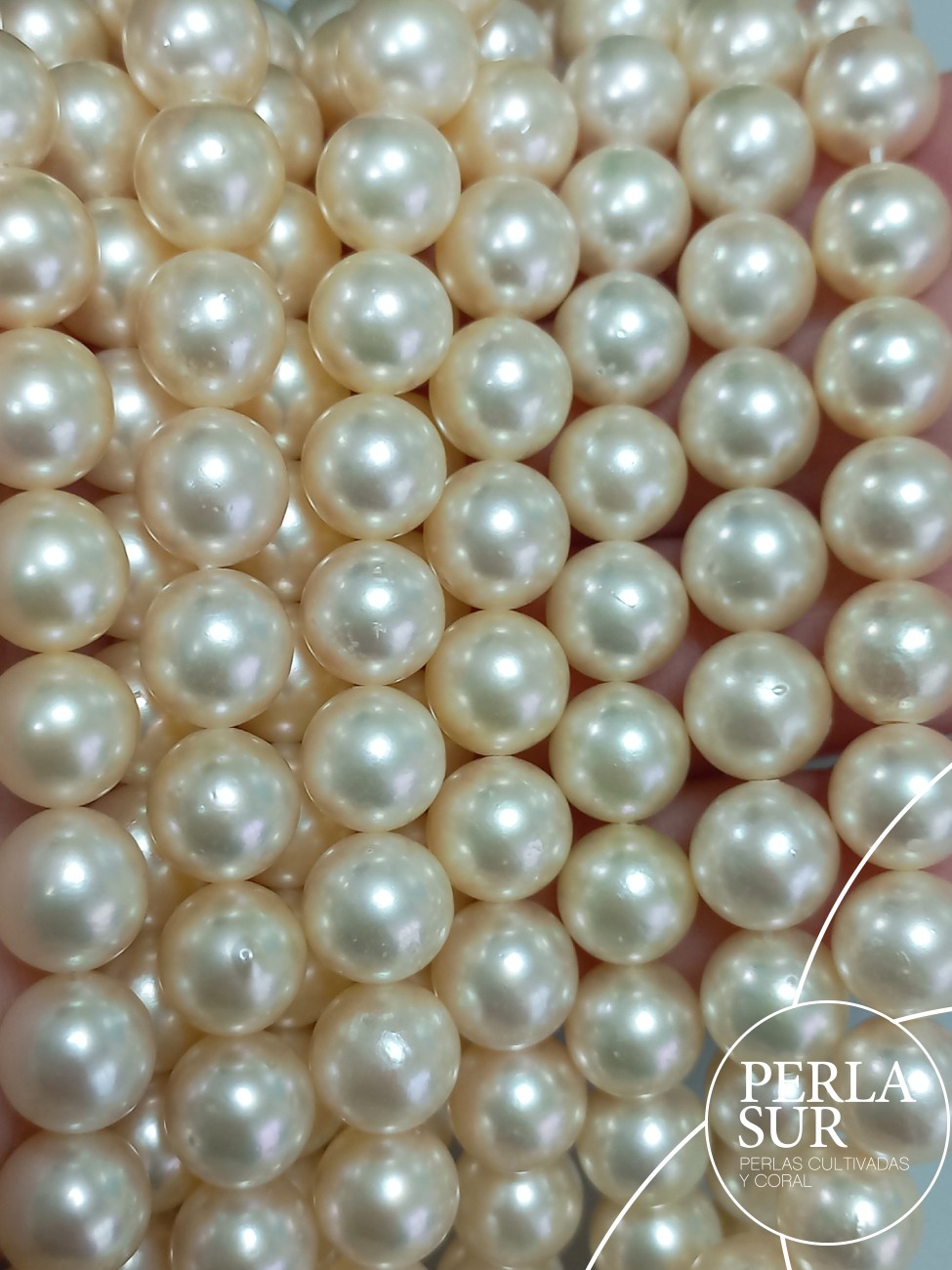 Hilo perla AKOYA 9'5-10mm Golden Redonda